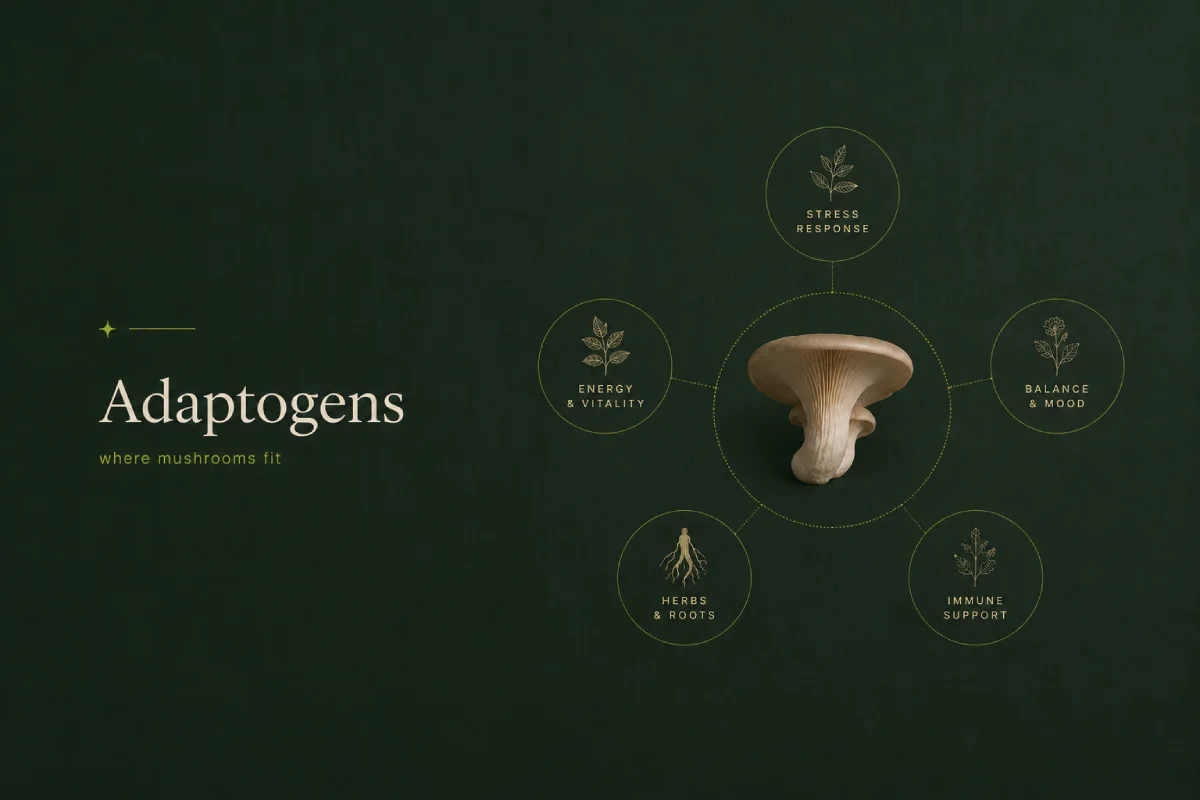 Adaptogens Explained What They Are and Where Mushrooms Fit In