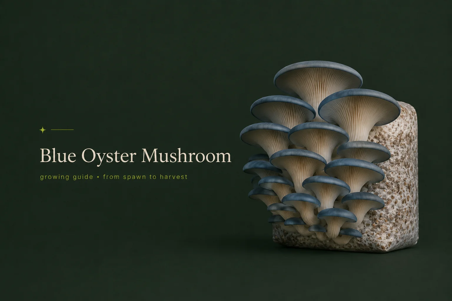 Blue Oyster Mushroom