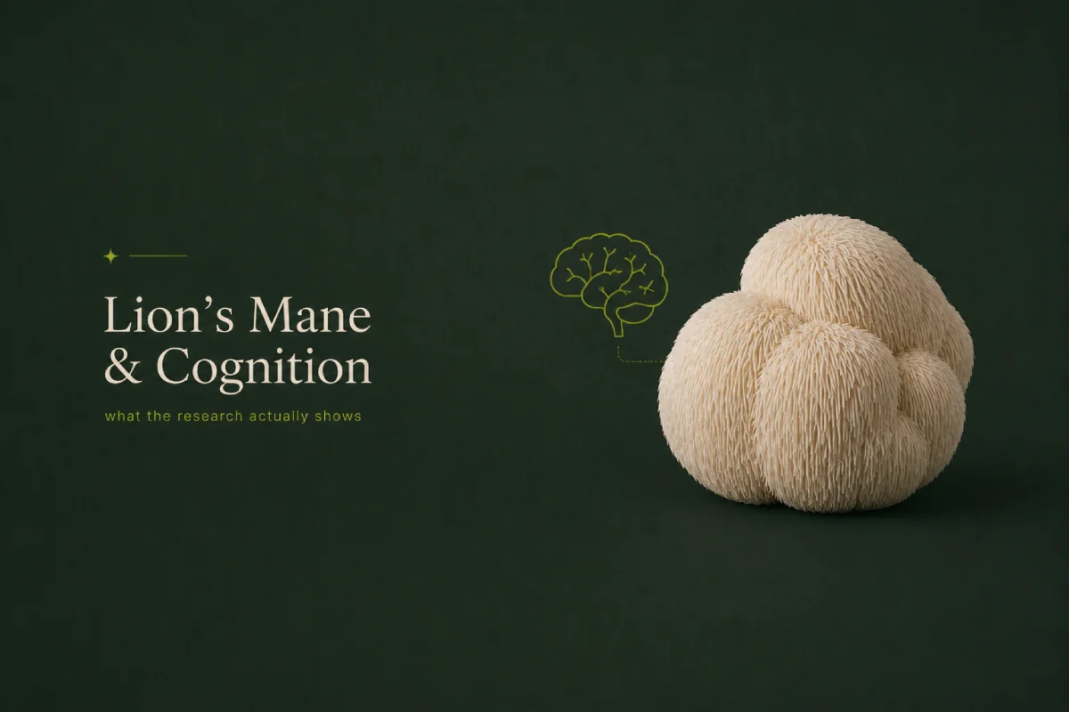 Lion's Mane Mushroom and Cognitive Function What the Research Actually Shows