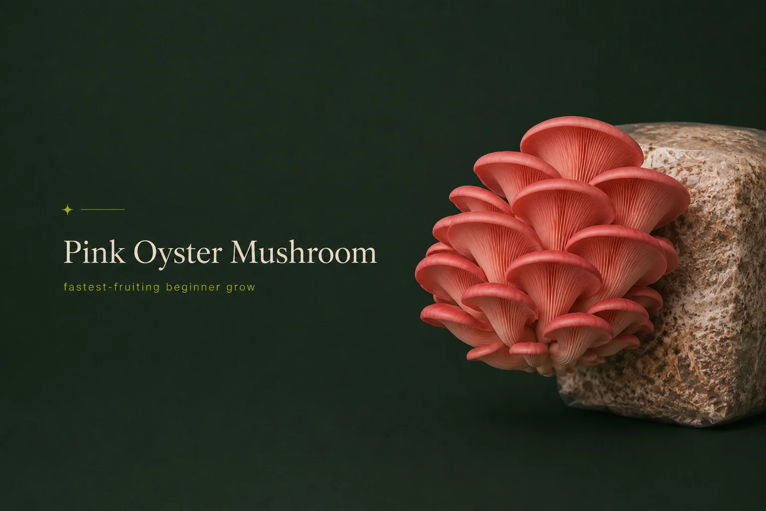 Pink Oyster Mushrooms