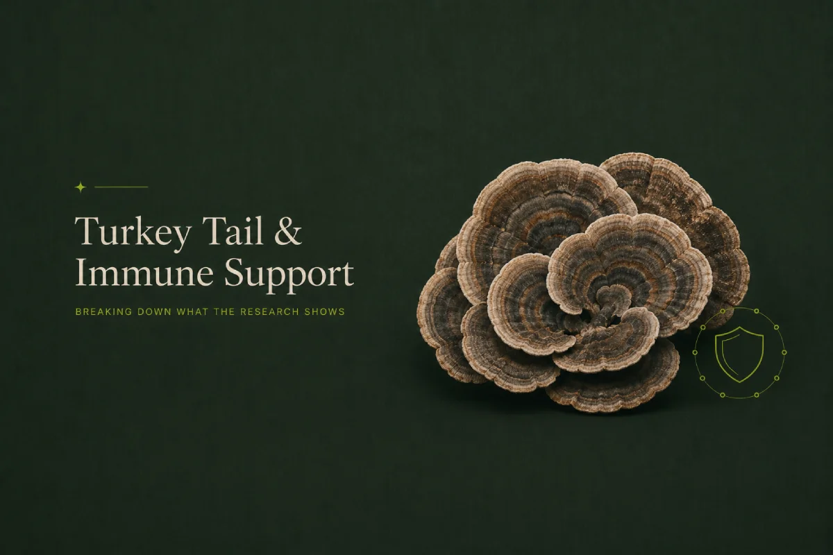 Turkey Tail Mushroom and Immune Support Breaking Down What the Research Shows